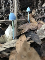 Entoloma virescens