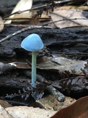 Entoloma virescens