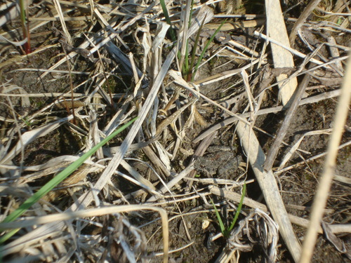 iNaturalist observation photo of Blanchard's Cricket Frog