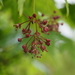 Acer palmatum matsumurae - Photo 由 Keita Watanabe 所上傳的 (c) Keita Watanabe，保留部份權利CC BY-NC