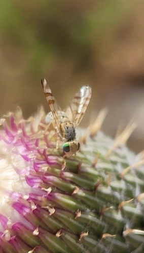 Terellia occidentalis
