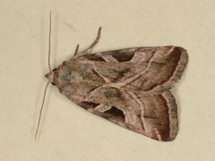 Eucarta virgo