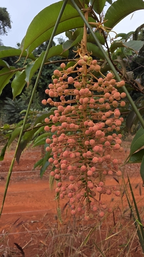 Mabea fistulifera