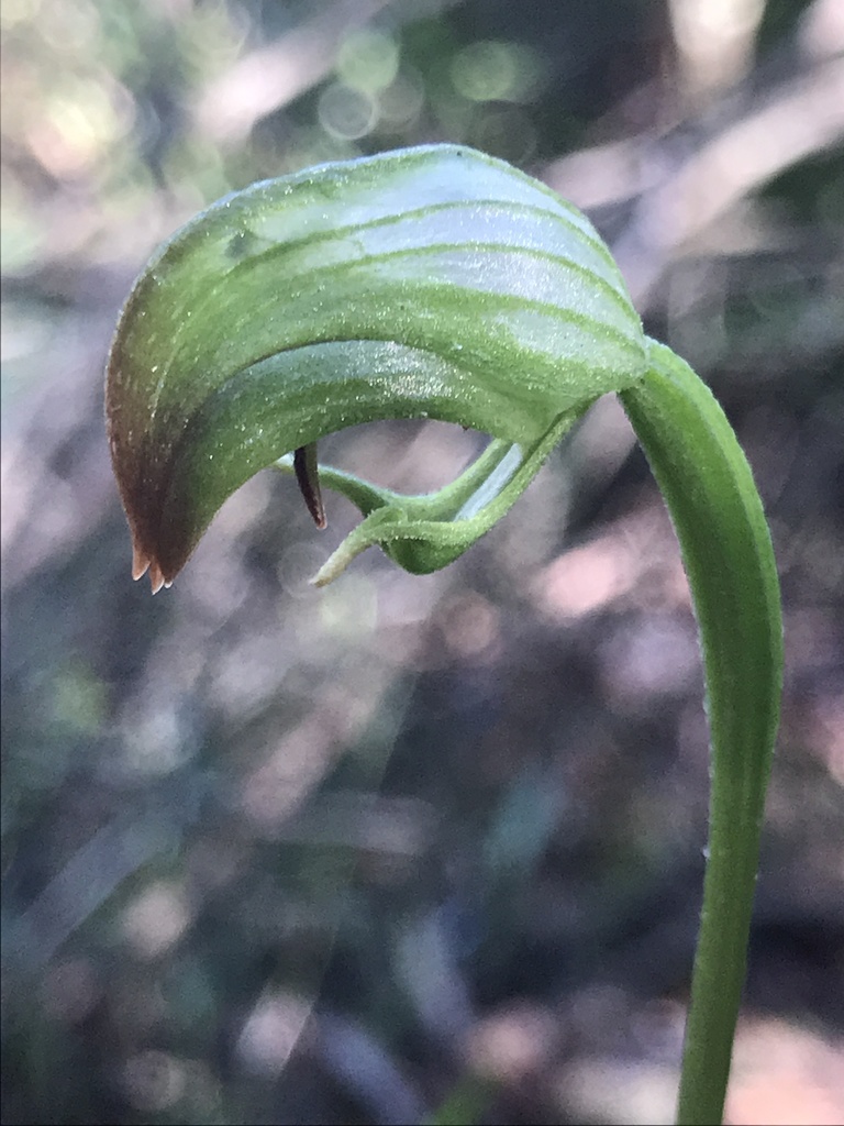 small nodding greenhood