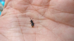 Phosphaenus hemipterus