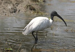 Threskiornis melanocephalus