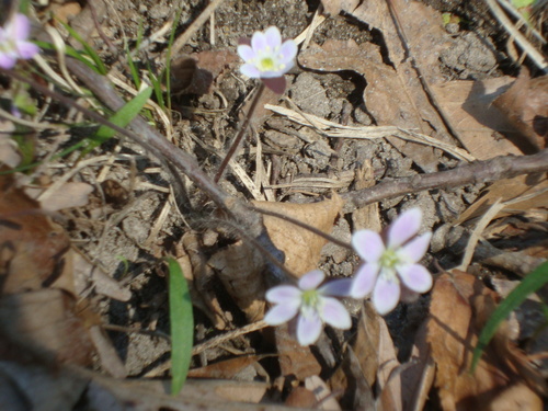 iNaturalist observation photo of hepaticas