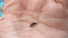 Phosphaenus hemipterus