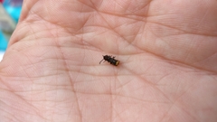 Phosphaenus hemipterus