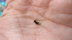 Phosphaenus hemipterus