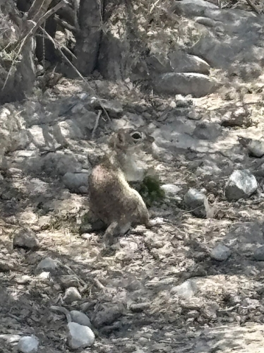 Ardilla de tierra punteada