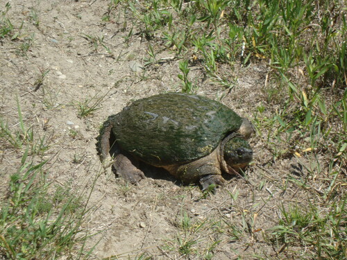 iNaturalist observation photo of Common Snapping Turtle