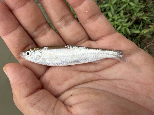Bleekers scherpbuik (Hemiculter bleekeri) — Cyprinidae
