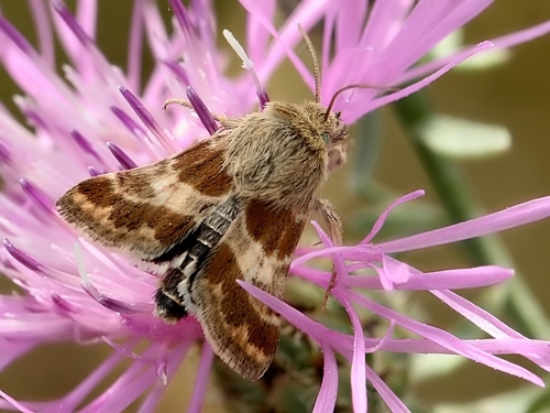 Schinia cognata (Freyer)