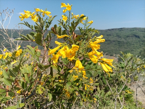 yellow trumpet flower