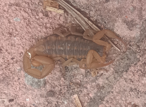 Centruroides ornatus