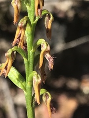 Genoplesium apostasioides