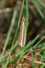Corynophora lativittalis