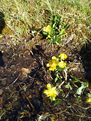 Caltha palustris palustris