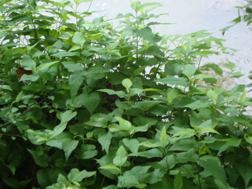 iNaturalist observation photo of Forked Aster