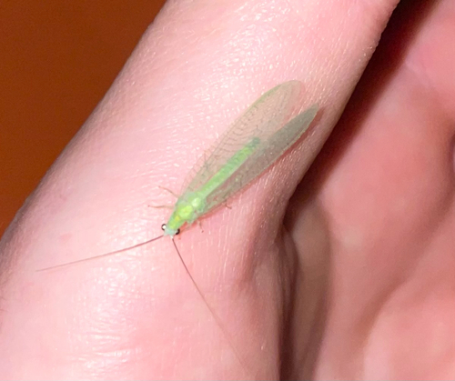Black-horned Green Lacewing