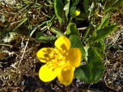 Caltha palustris palustris