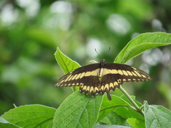 Papilio ornythion ornythion