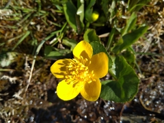 Caltha palustris palustris