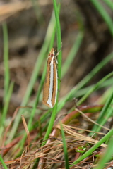 Corynophora lativittalis