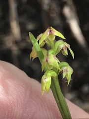 Genoplesium pumilum