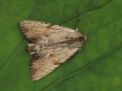 Apamea lithoxylaea