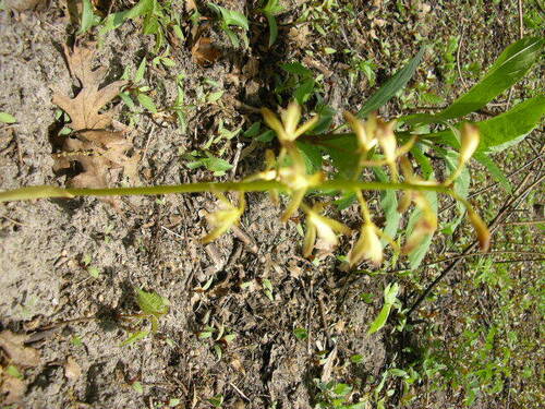iNaturalist observation photo of putty root