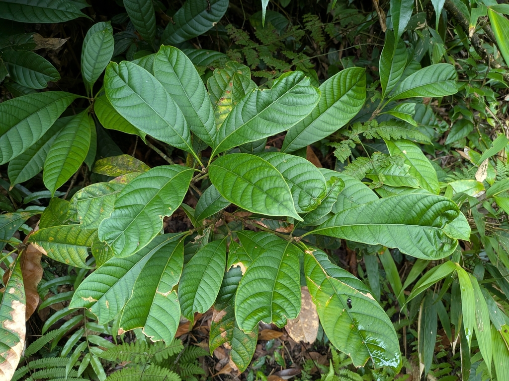 Lithocarpus megalophyllus (Lithocarpus megalophyllus)