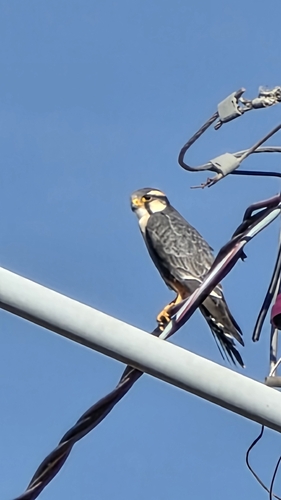 Aplomado Falcon