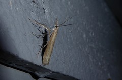 Orocrambus cyclopicus