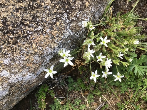 Eremogone acicularis