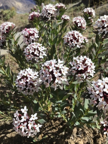 Chinese Stellera