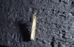 Orocrambus cyclopicus