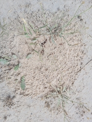 Cataglyphis adenensis