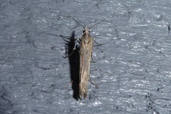Orocrambus cyclopicus