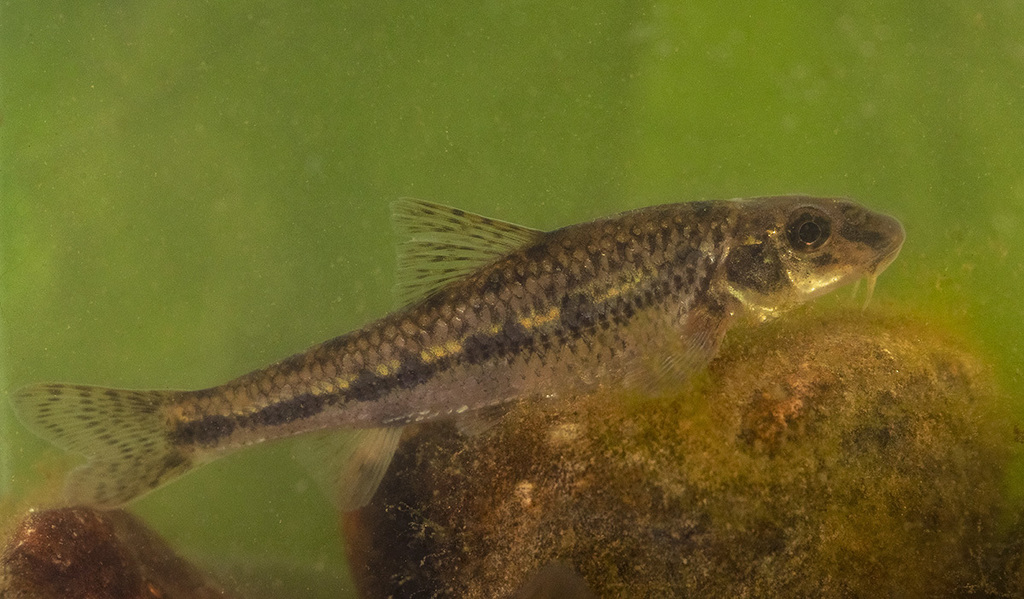 Gudgeon