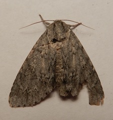 Acronicta americana