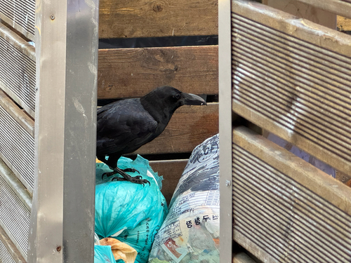 Large-billed Crow