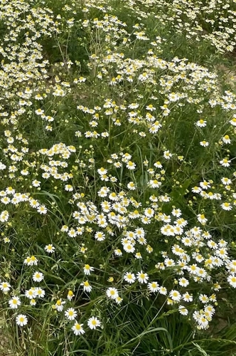 German Chamomile