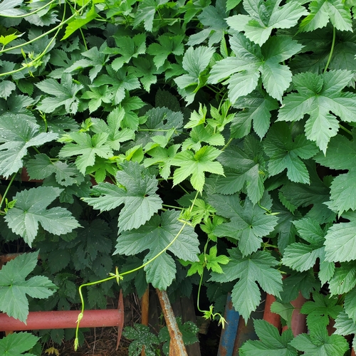 common hops