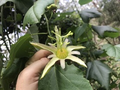 Passiflora herbertiana herbertiana