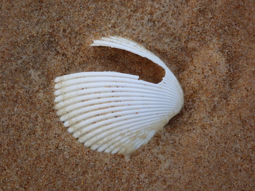 Vepricardium multispinosum observed 2026-06-09