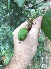 Passiflora herbertiana herbertiana