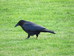 Corvus corone