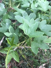 Passiflora herbertiana herbertiana